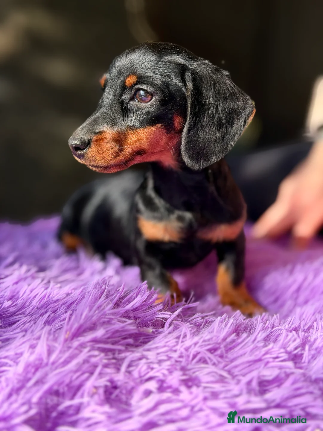 Teckel Miniatura perros en venta: Teckel Kaninchen hembra  - Anuncio 6