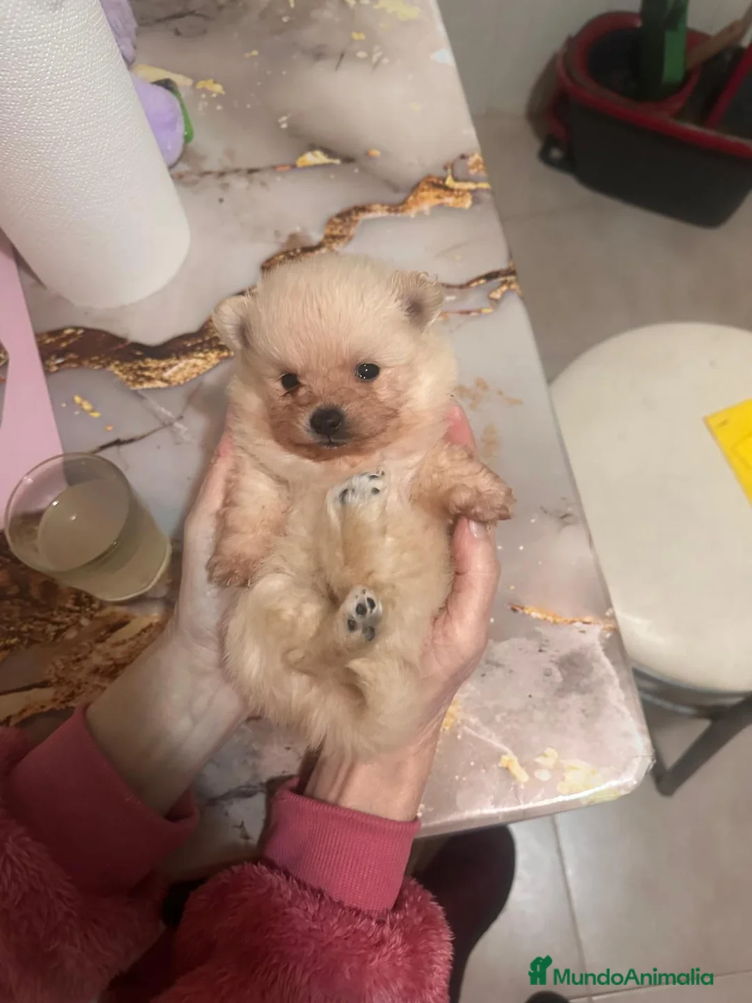 Pomerania perros en venta: Pomerania toy - Anuncio 4