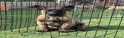Pastor Belga Malinois perros en venta: Cachorro de Malinois gran calidad  - Anuncio 4