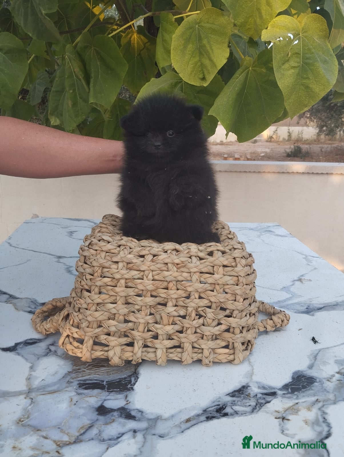 Pomerania perros Pomerania Toy - Anuncio 1