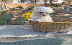 Bichón Maltés perros en venta: Bichon maltés alta calidad  - Imagen 3