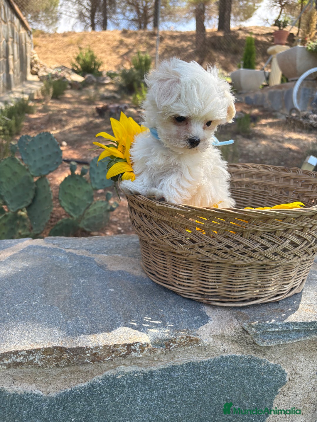 Bichón Maltés perros en venta: Bichon maltés alta calidad  - Imagen 3