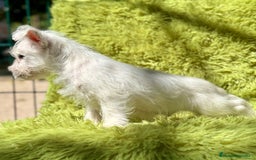 West Highland White Terrier perros en venta: WEST HIGHLAND WHITE TERRIER - Imagen 2