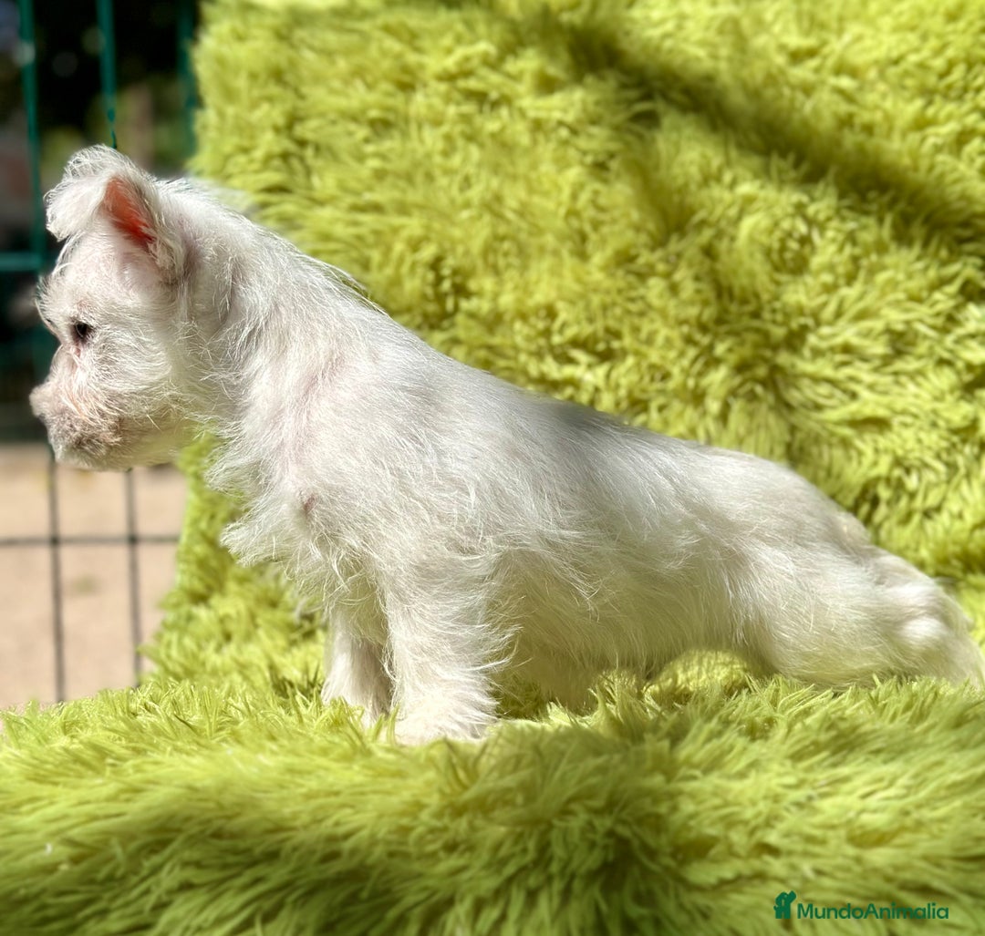 West Highland White Terrier perros en venta: WEST HIGHLAND WHITE TERRIER - Imagen 2