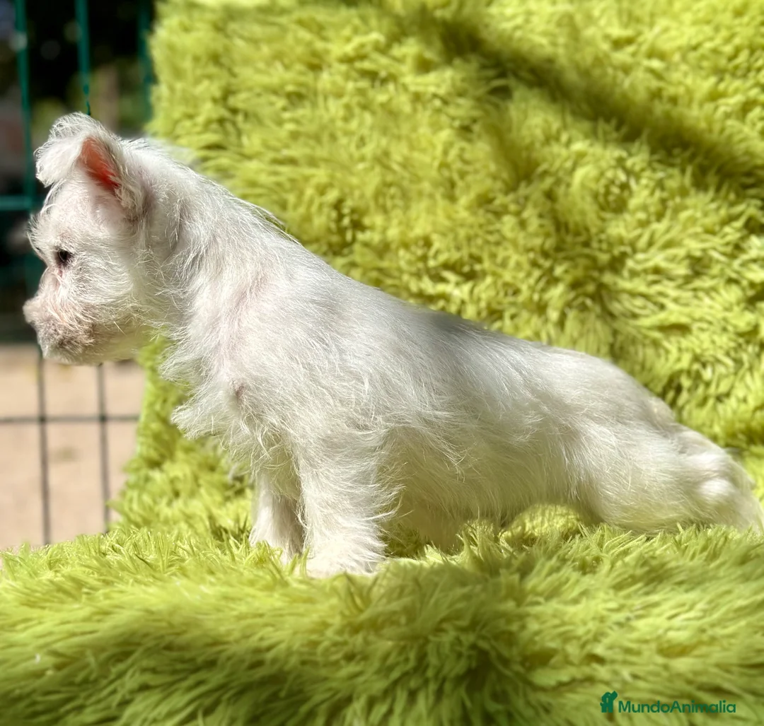 West Highland White Terrier perros en venta: WEST HIGHLAND WHITE TERRIER - Anuncio 2