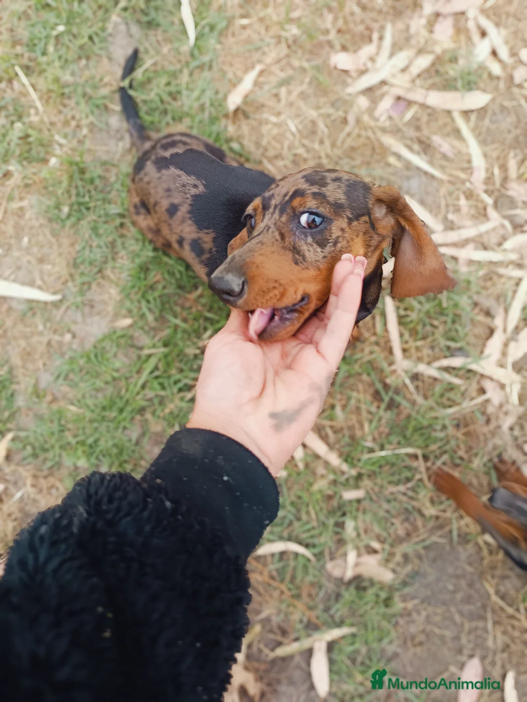 Teckel Miniatura perros en venta: Tequel miniatura - Anuncio 1