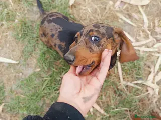 Teckel Miniatura perros Tequel miniatura - Anuncio 29