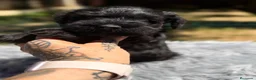 Schnauzer Miniatura perros en venta: SCHNAUZER MINIATURA NEGRO - Anuncio 2