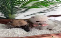 Pomerania perros en venta: POMERANIA HEMBRAS - Imagen 4