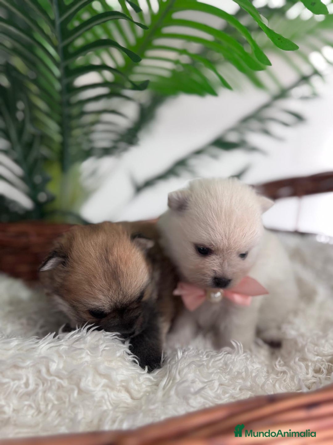 Pomerania perros en venta: POMERANIA HEMBRAS - Imagen 4