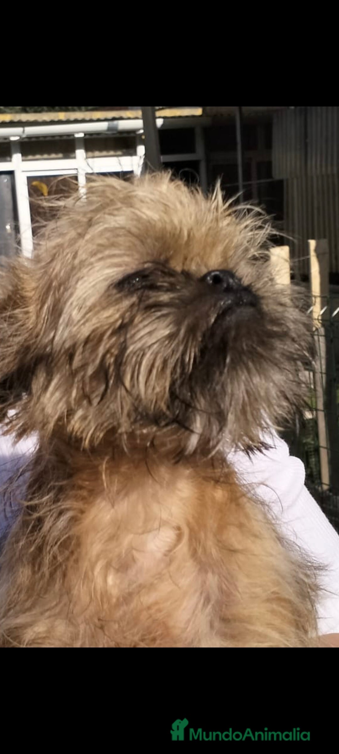 Grifón de Bruselas perros en venta: Griffon de bruselas - Anuncio 4