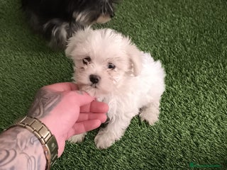 Bichón Maltés perros - Anuncio 13