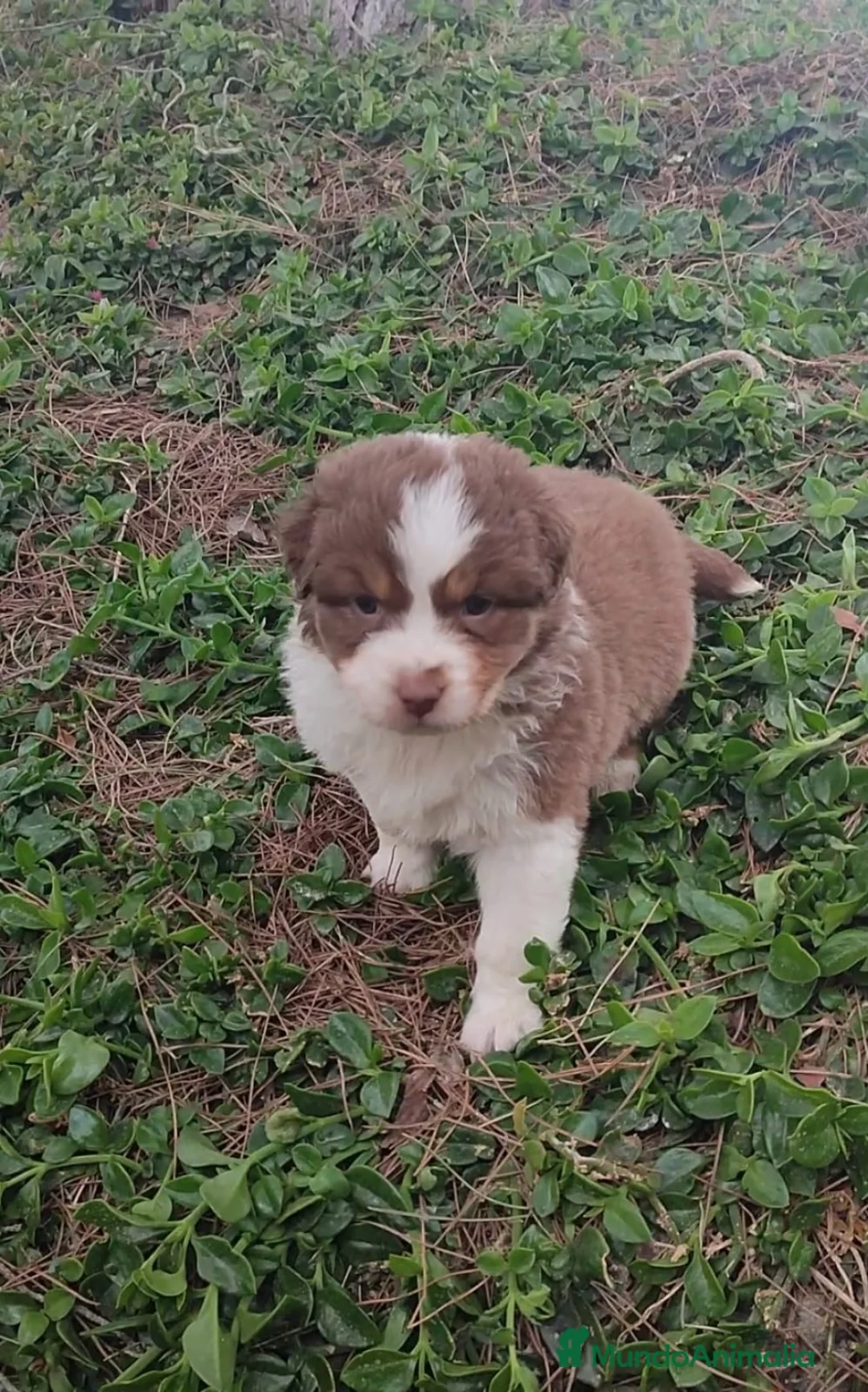 Pastor Australiano perros en venta: CACHORROS PASTOR AUSTRALIANO - Anuncio 2