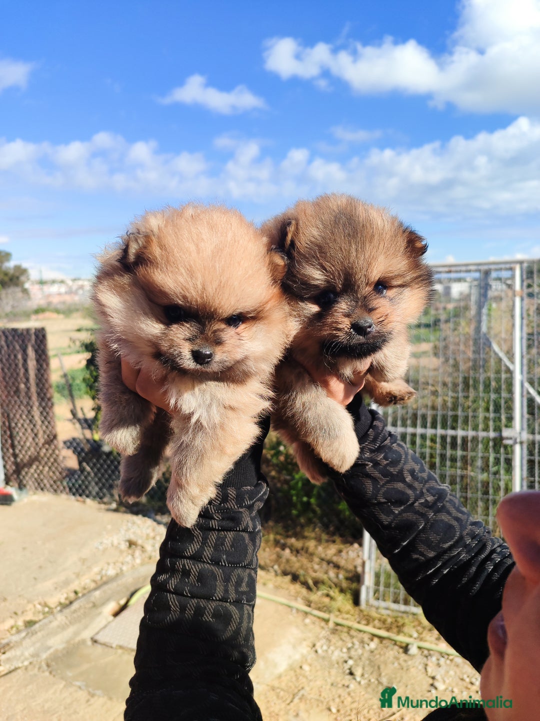 Pomerania perros en venta: Lulú de pomerania precio real - Anuncio 8