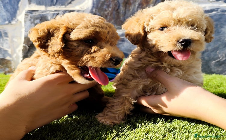 Caniche Toy perros - Anuncio 1
