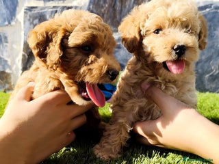 Caniche Toy perros - Anuncio 8