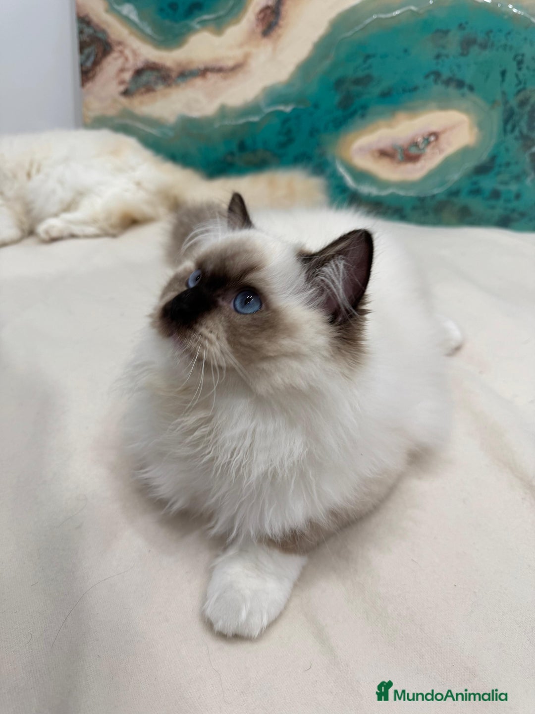 Ragdoll gatos en venta: Gatito Ragdoll Seal Mitted - Anuncio 1