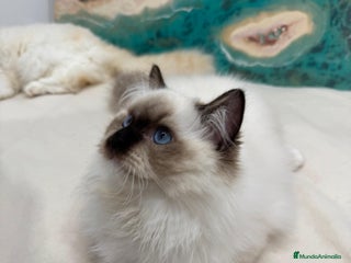 Ragdoll gatos Gatito Ragdoll Seal Mitted - Anuncio 1