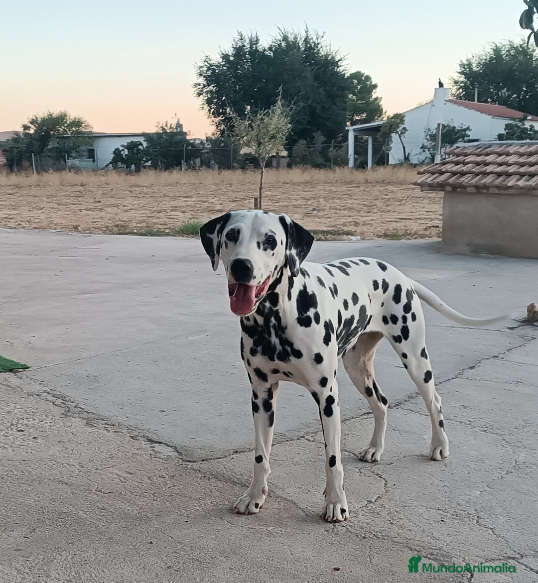 Imagen de galería {{count}}