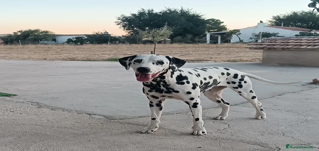 Imagen de galería {{count}}