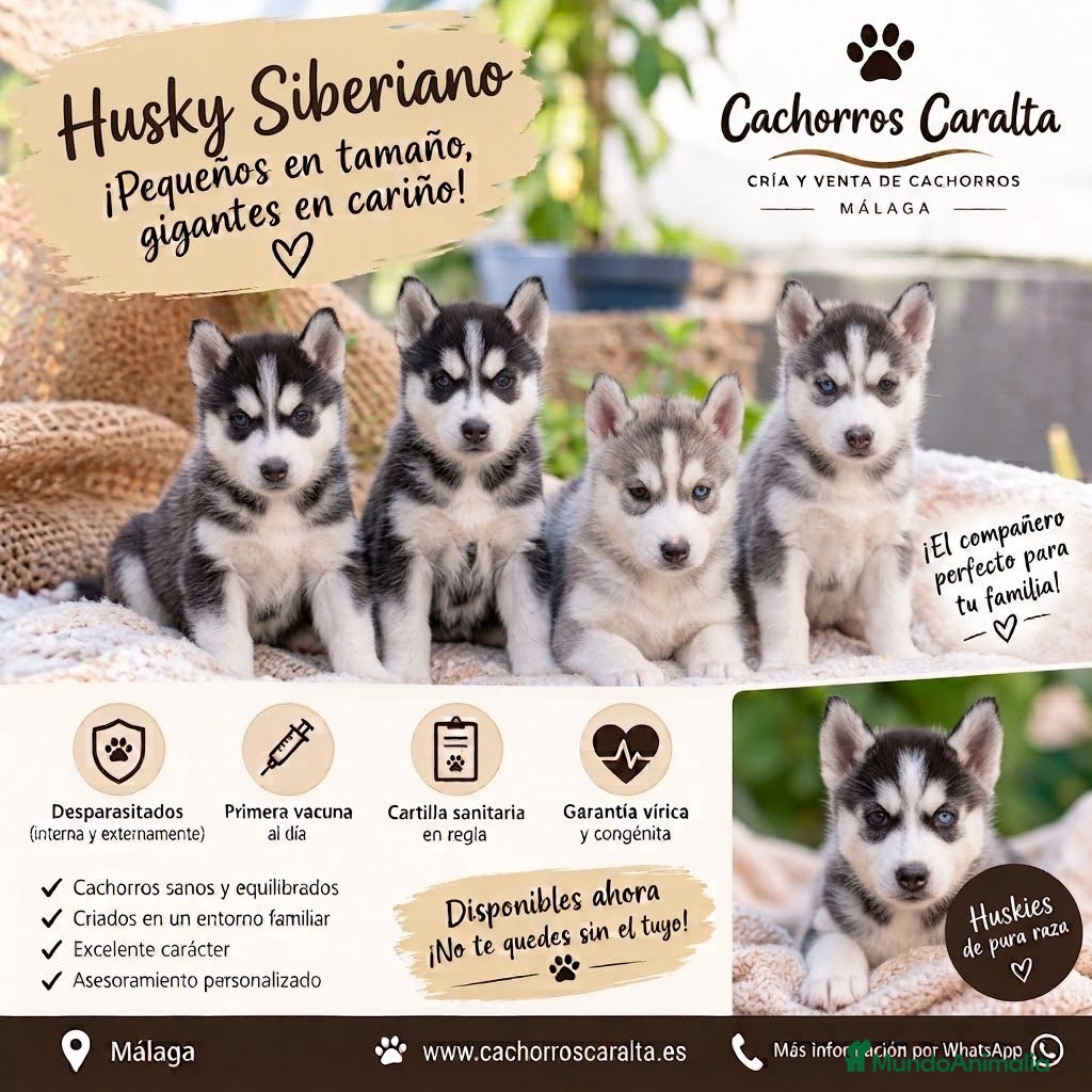 Husky Siberiano perros 🐺❤️ PRECIOSOS CACHORROS HUSKY SIBERIANO - Anuncio 1