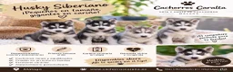Husky Siberiano perros en venta: 🐺❤️ PRECIOSOS CACHORROS HUSKY SIBERIANO - Anuncio 1