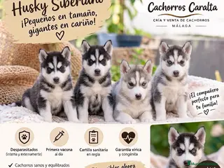 Husky Siberiano perros 🐺❤️ PRECIOSOS CACHORROS HUSKY SIBERIANO - Anuncio 1
