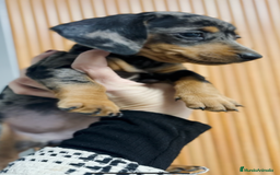 Teckel Miniatura perros en venta: Impresionantes Teckel miniaturas. 601144783 .  - Imagen 9