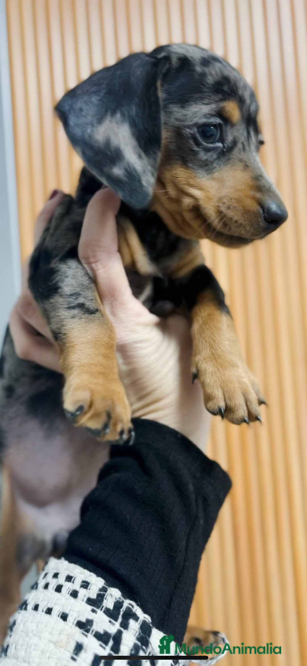 Teckel Miniatura perros en venta: Impresionantes Teckel miniaturas. 601144783 .  - Imagen 9