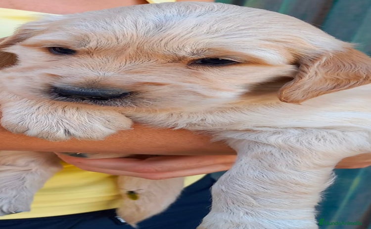 Golden Retriever perros - Anuncio 1