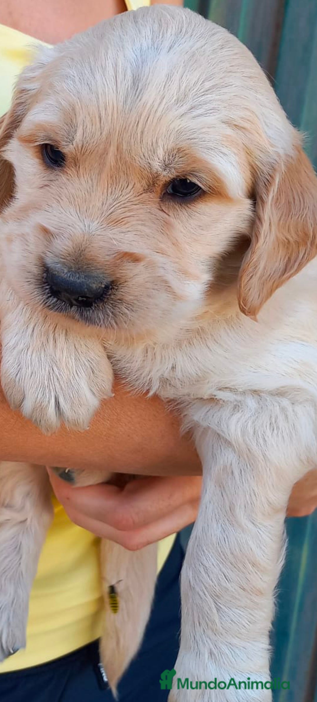 Golden Retriever perros en venta: Golden Retriever  - Imagen 1