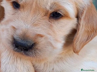 Golden Retriever perros - Anuncio 2