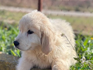 Golden Retriever perros en Barcelona - Anuncio 23