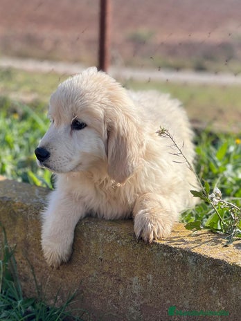 Golden Retriever perros en Barcelona - Anuncio 11