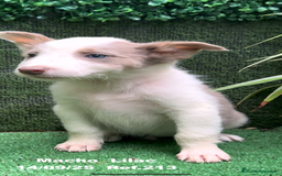 Border Collie perros en venta: BORDER COLLIE color lilac - Imagen 16