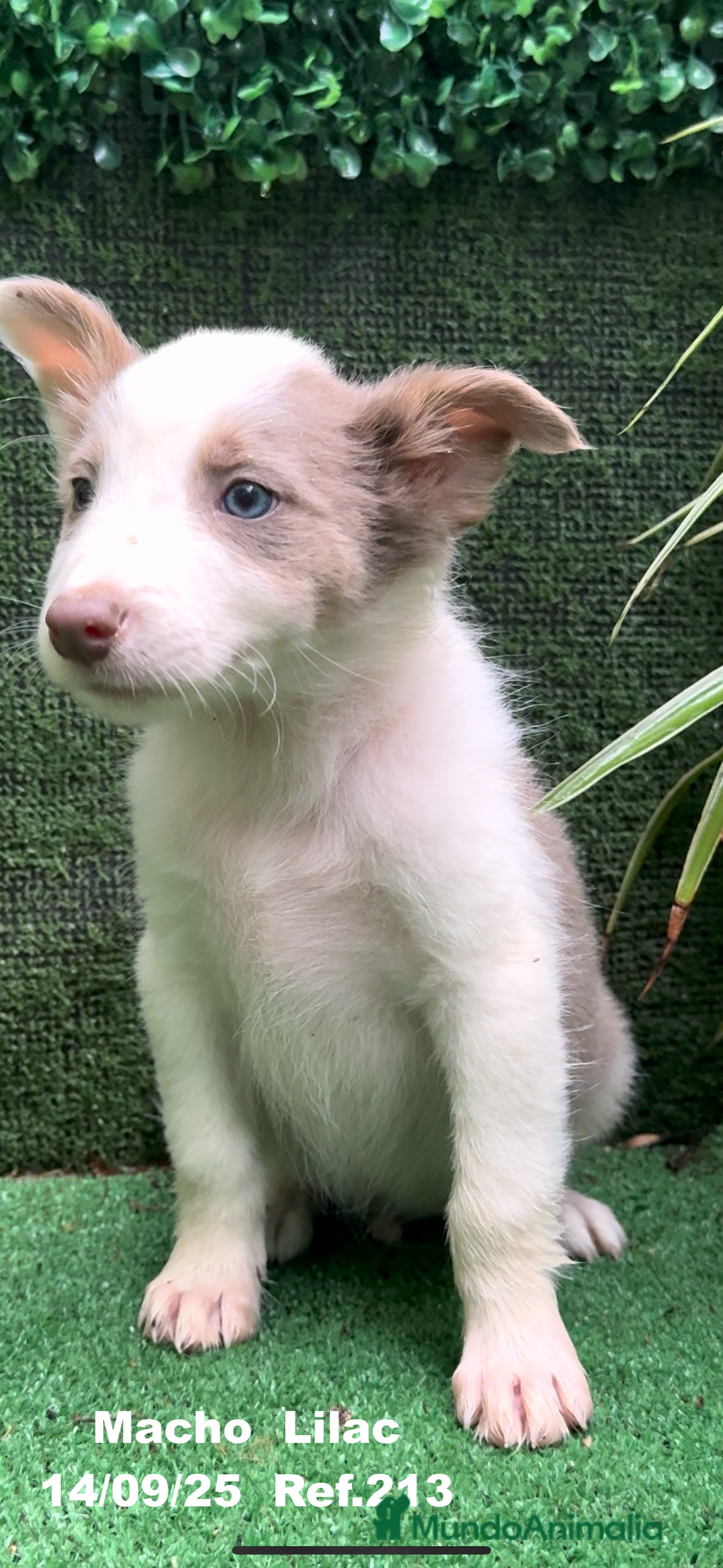 Border Collie perros en venta: BORDER COLLIE color lilac - Imagen 16