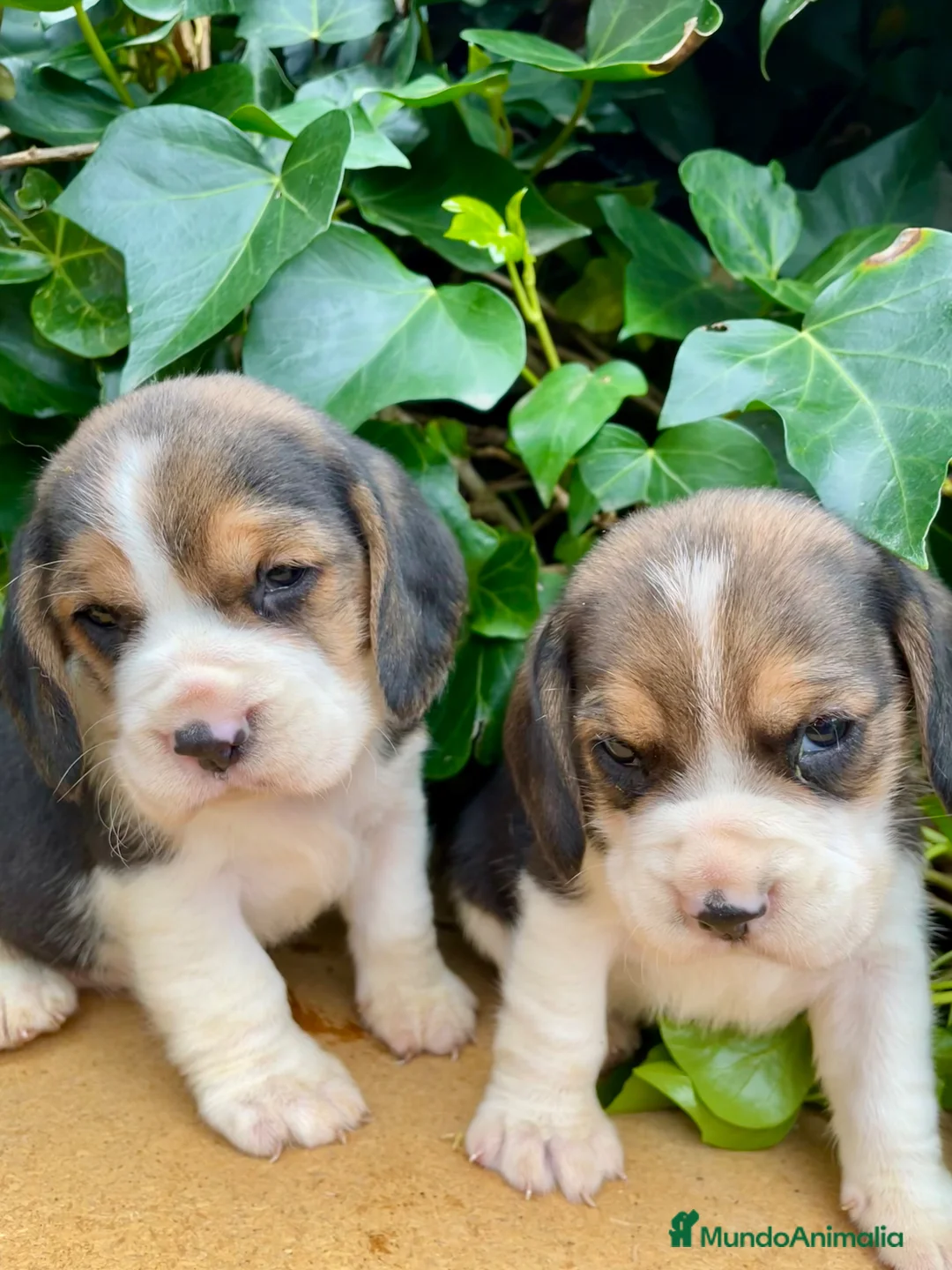 Beagle perros en venta: Beagle preciosa camada en Salamanca - Anuncio 1
