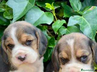 Beagle perros Beagle preciosa camada - Anuncio 2
