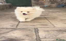 Pomerania perros en venta: Preciosos Lulu pomerania toy - Imagen 3