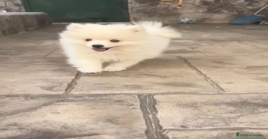 Pomerania perros - Anuncio 7