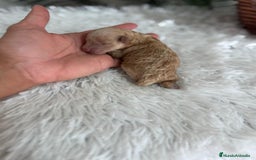 Caniche Toy perros en venta: CANICHE TOY HEMBRA - Imagen 5
