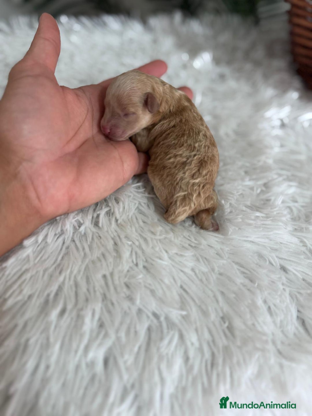 Caniche Toy perros en venta: CANICHE TOY HEMBRA - Imagen 5