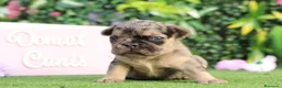 Bulldog Francés perros en venta: Bulldog francés exóticos - Anuncio 1