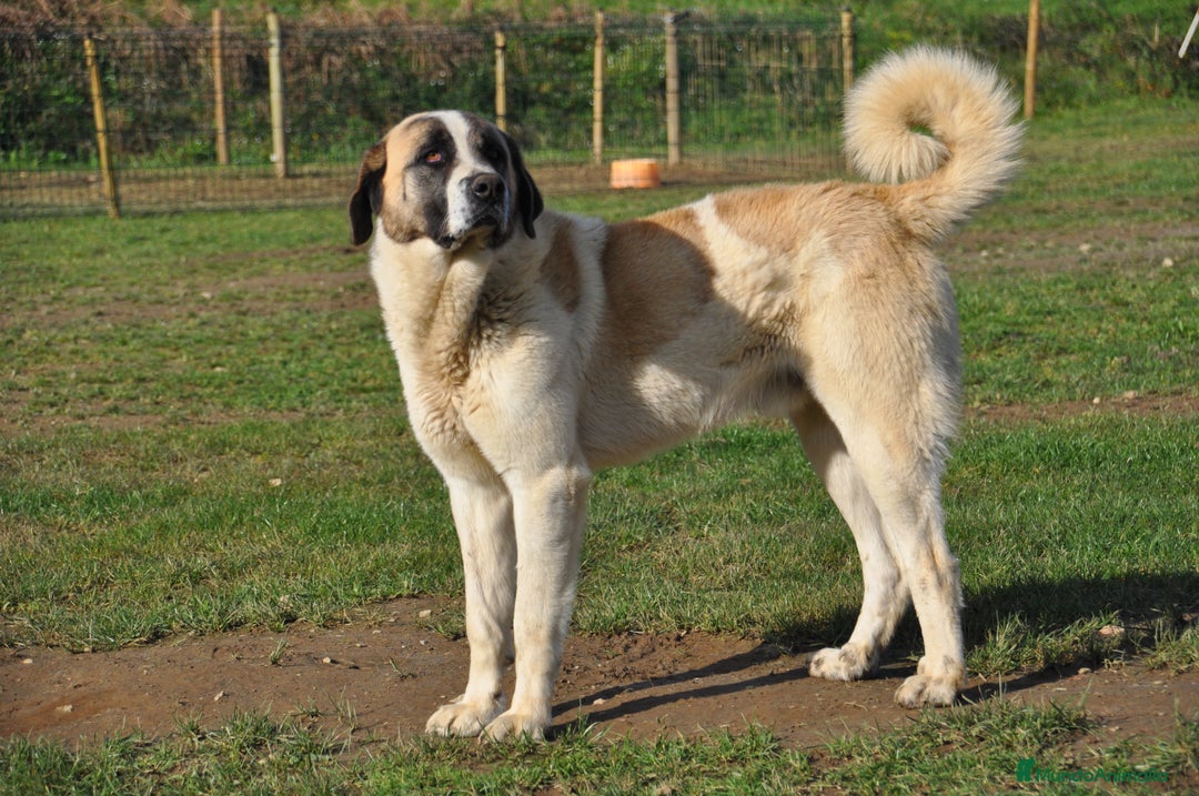 Mastín Español perros en venta: Camadas de Mastín Español Autóctono Tradicional - Imagen 2