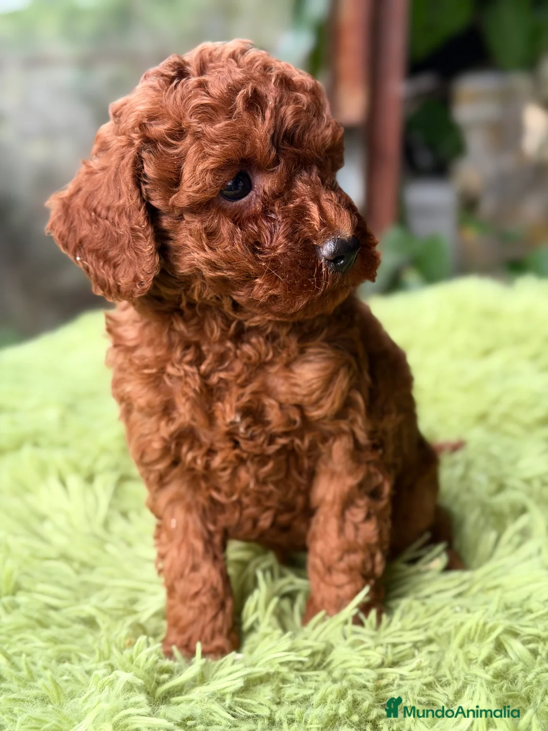 Raza Mixta perros en venta: Caniche rojo pimentón  - Anuncio 6