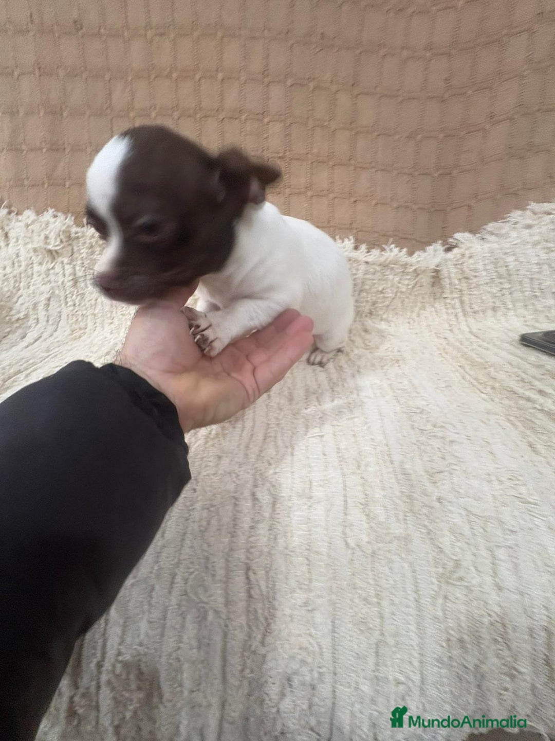 Chihuahua perros en venta: Chihuahua rusa blanca chocolate  - Anuncio 3