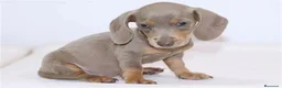 Teckel perros en venta: TECKEL  - Anuncio 3