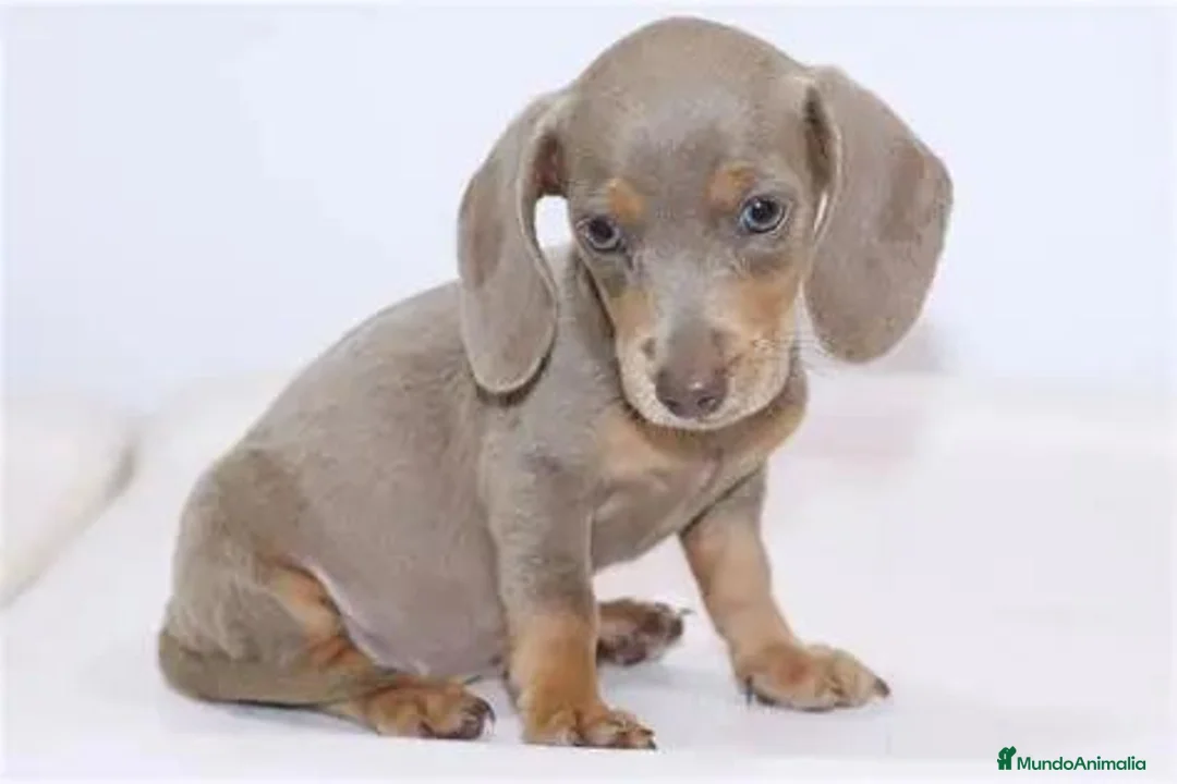 Teckel perros en venta: TECKEL  - Anuncio 3
