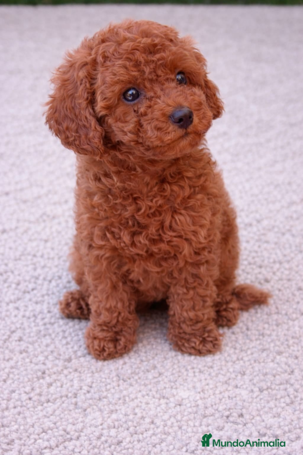 Caniche Toy perros CANICHE TOY - Anuncio 3