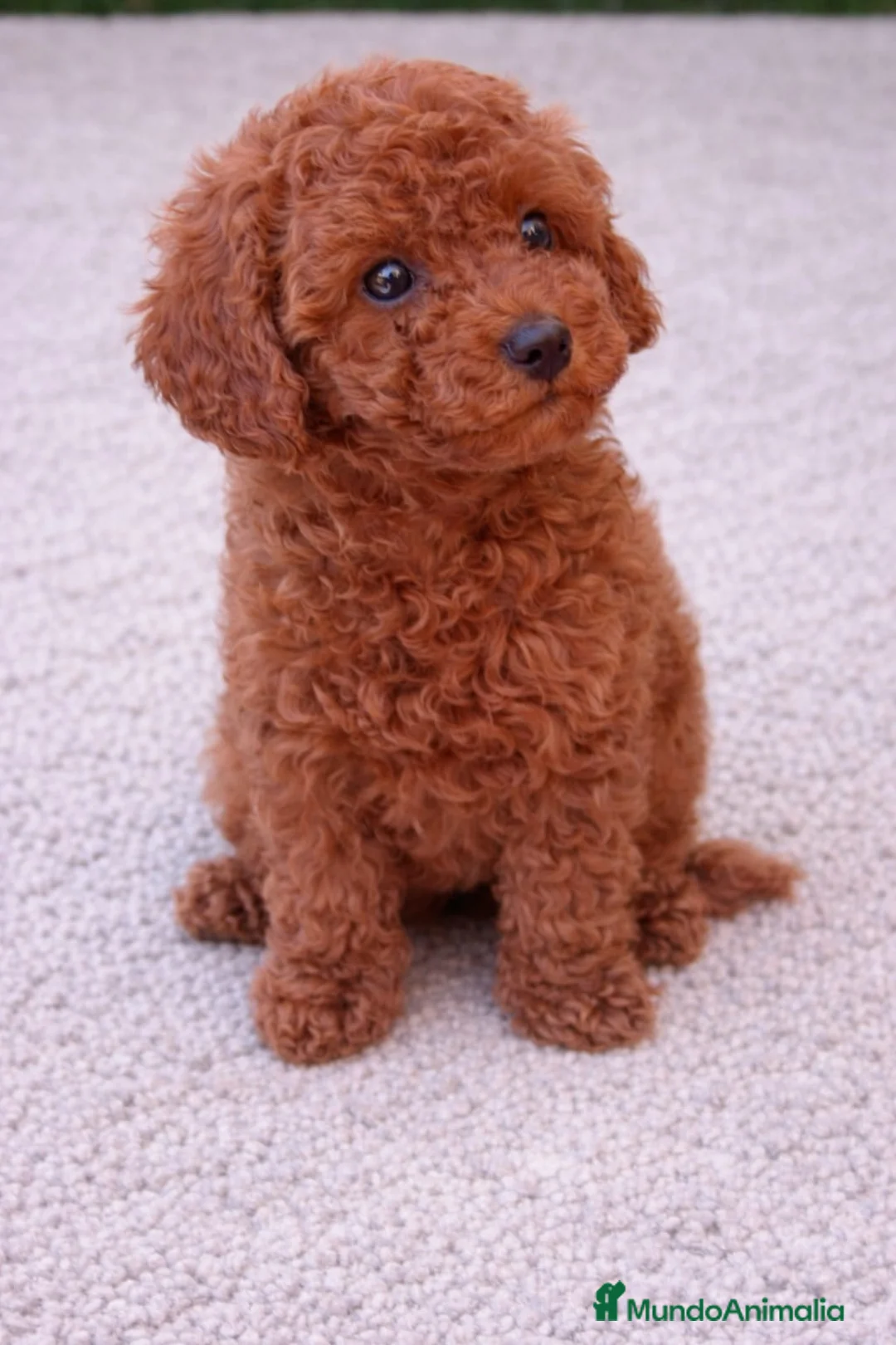 Caniche Toy perros en venta: CANICHE TOY - Anuncio 1